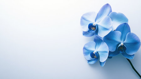 A stunning arrangement of blue orchid flowers showcases vibrant petals against a soft white background, perfect for design, decoration, or calming displays.の素材