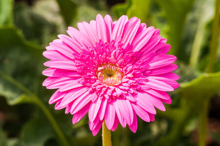 Gerbera flowerの写真素材