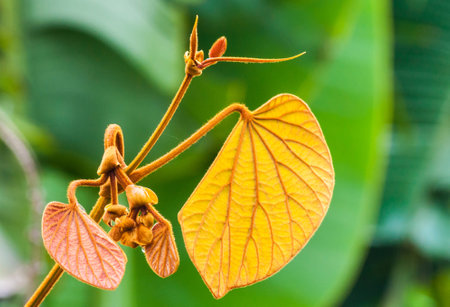 Golden Leaves Bauhiniaの写真素材