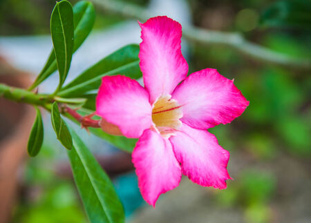 Desert Roseの写真素材