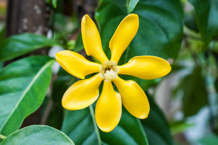 Golden Gardeniaの写真素材