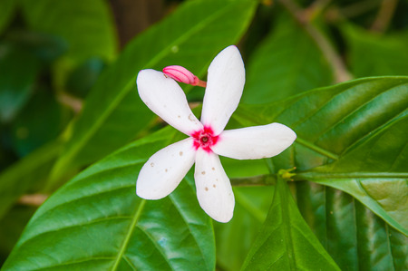 Kopsia fruticosaの写真素材