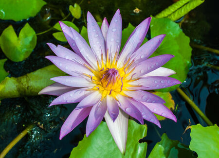 Lotus flower close upの写真素材