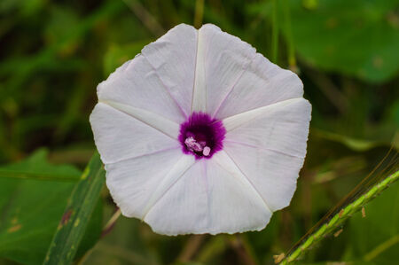 Morning glory
