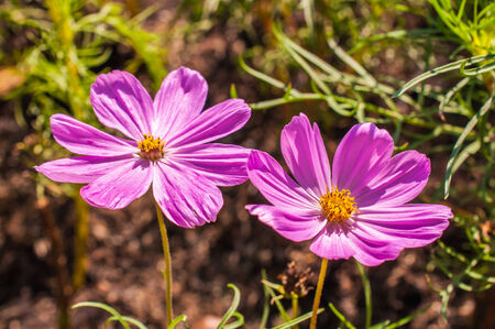 Cosmos flowerの写真素材