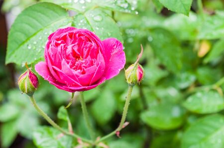 Beautiful roses flower after rainingの写真素材