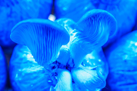 Mushrooms under blue light
