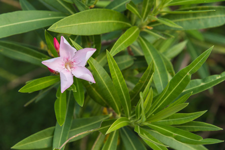 Beautiful pink oleander flower in garden
