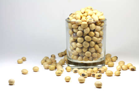 soybean