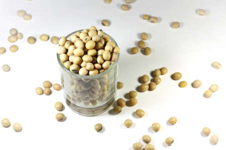 soybean