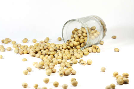 soybean 