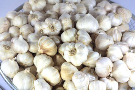 Garlic