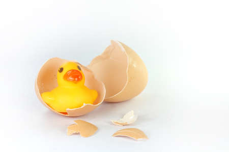 Eggshell and duck toy
