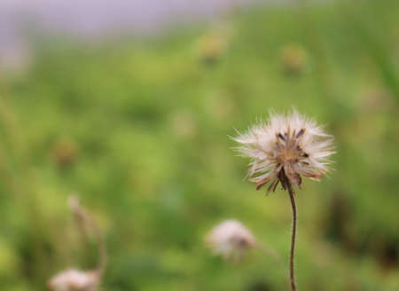 wildflowerの写真素材