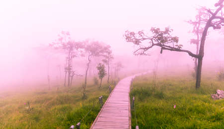 I love the drying of the soil and the atmosphere pink.の写真素材