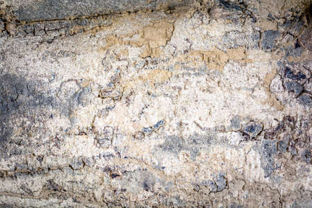 Background bark ancient occur naturally.の写真素材