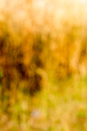 Angled ethnic background, beautiful, tall grass.の写真素材