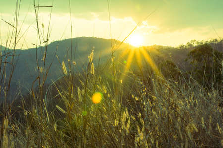 Grass on the mountain after sunset light vintage.の写真素材