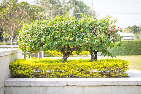 Potted bougainvillea flowers fresh and cleanの写真素材