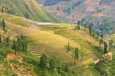 Scenic of mountain rice terraced fields, Vietnam 