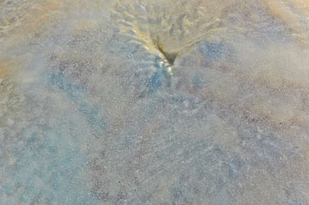Close up of jellyfish surface