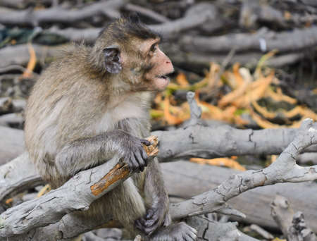 Cute monkey sitting on tree branch の写真素材