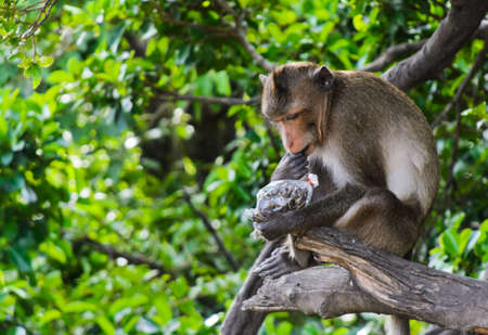 Monkey macaques sitting on tree and eating sunflower seed の写真素材