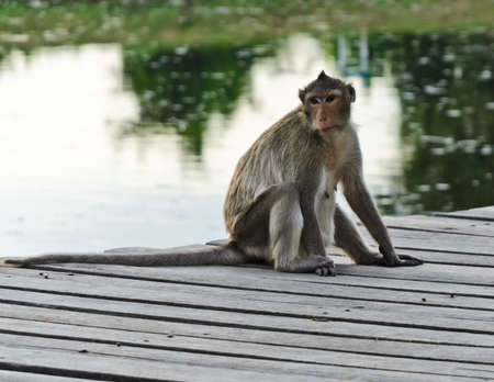 Cute monkey sitting on wooden bridge