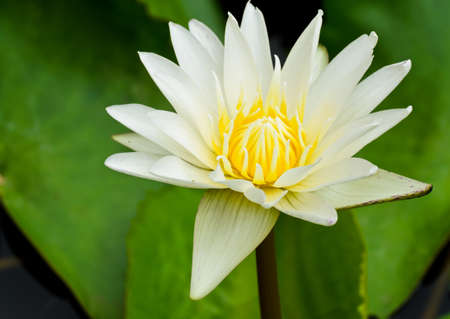 White water lily flower bloomingの写真素材