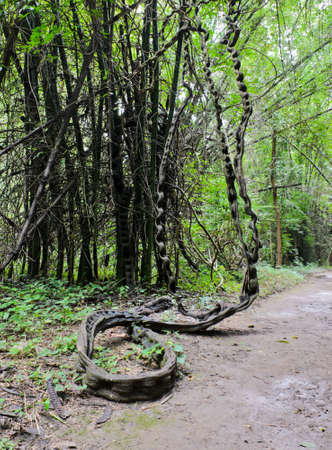 Liana of long-stemmed in tropical rain forest, Thailandの写真素材