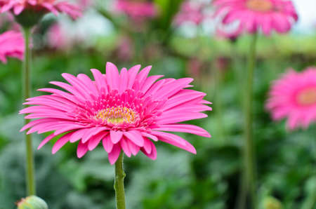 Pink gerbera blossomの写真素材