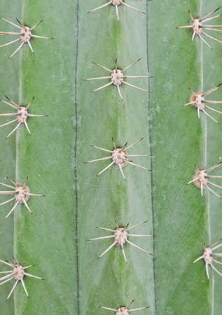 Rows of cactus spines