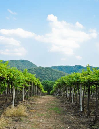 Vineyardの写真素材