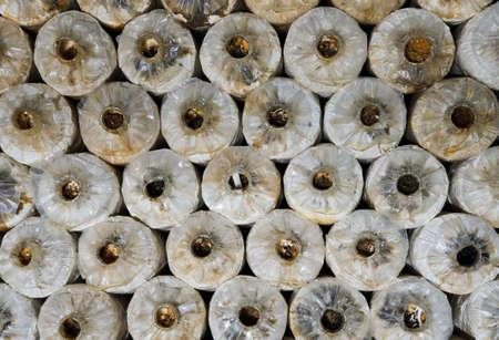 Mushroom cultivation