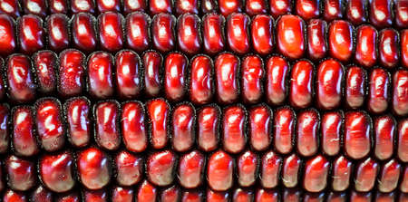 Red corn ear backgroundの写真素材