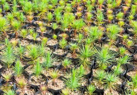 Pine tree nursery for reforestationの写真素材