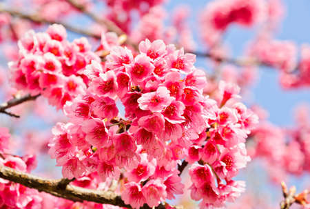 Wild Himalayan cherry is a deciduous cherry tree found in East A