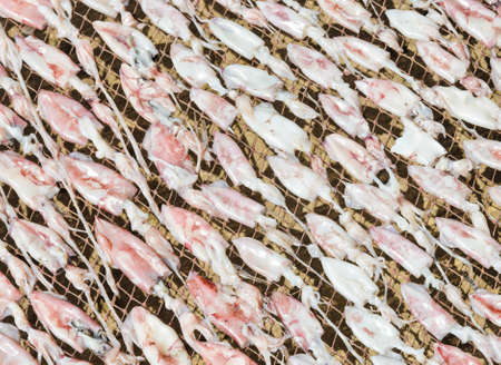 Sun dried squidの写真素材