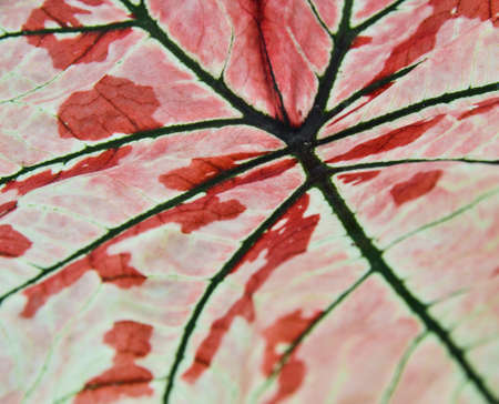 Leaf close up of Caladium