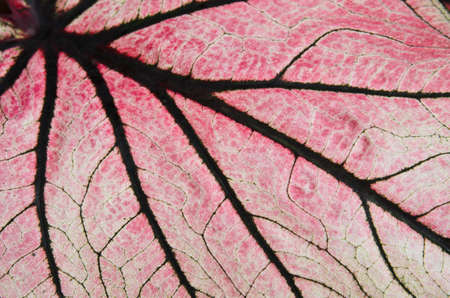 Leaf close up of Caladiumの写真素材