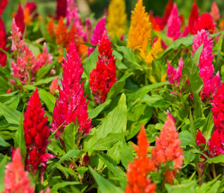 Colorful plumed cockscomb flowerの写真素材