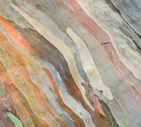 Colorful abstract pattern of Eucalyptus deglupta treeの写真素材