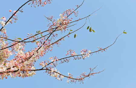 Pink shower blossom  Cassia javanica の写真素材