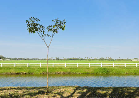 A young tree with white fence backgroundの写真素材