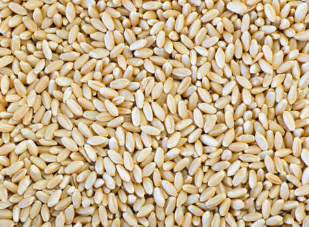Wheat grains backgroundの写真素材