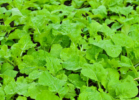 Fresh Chinese cabbage in field