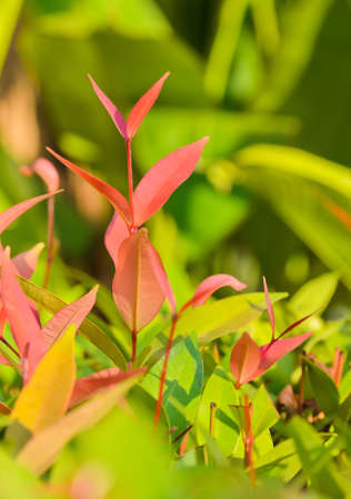 Leaflet of Ixora coccineaの写真素材