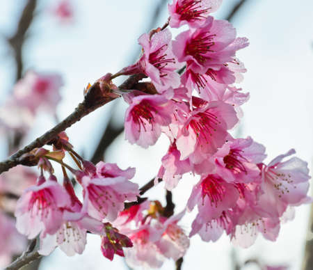 Close-up of cherry blossomの写真素材