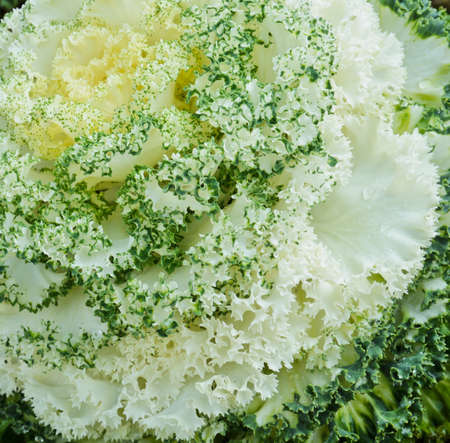 White ornamental cabbage texture backgroundの写真素材