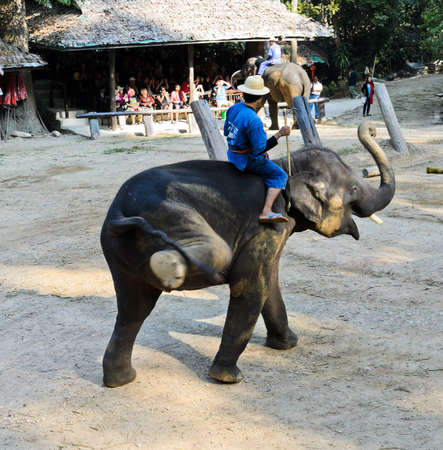 Elephants show at Maesa Elephant Camp  in Chiang Mai, Thailandのeditorial素材